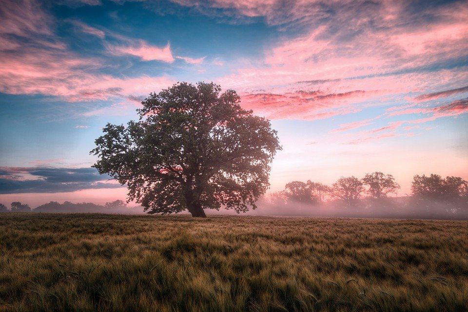 Field, Morning, Sunrise, Dawn, Nature, Landscape, Sky